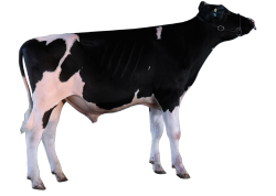 OVNI