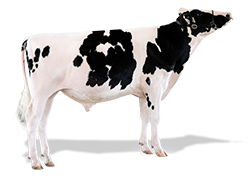 DOMINO
